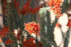 Fouquieria splendens