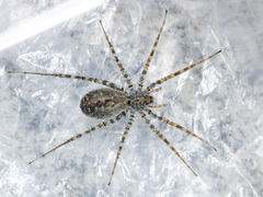 Pardosa falcata
