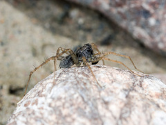 Pardosa falcata