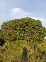 Sideroxylon inerme, photograph (c) Martjie Fia Fourie, some rights reserved (CC BY)