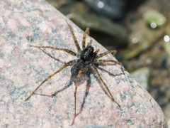 Pardosa falcata