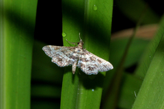 Diasemiopsis ramburialis
