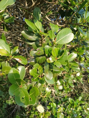 Sideroxylon inerme, photograph 3
