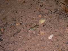 Scinax x-signatus