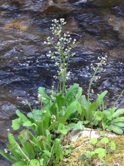 Micranthes micranthidifolia