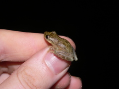 Scinax x-signatus