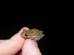 Scinax x-signatus