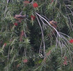 Heterophasia capistrata