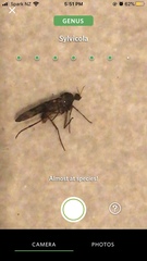 Sylvicola neozelandicus