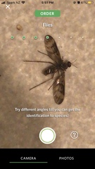 Sylvicola neozelandicus