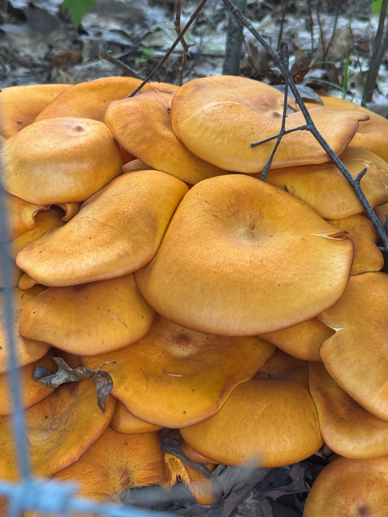 Eastern American jack-o'-lantern · August 2026 · photo: Photo: no rights reserved · iNaturalist