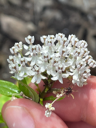 Asclepias texana, photograph 3