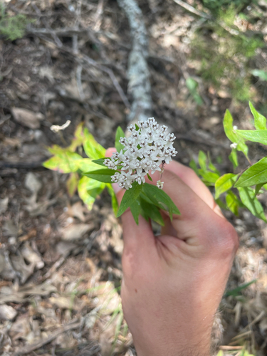 Asclepias texana, photograph 6