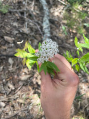 Asclepias texana, photograph author not stated, no rights reserved