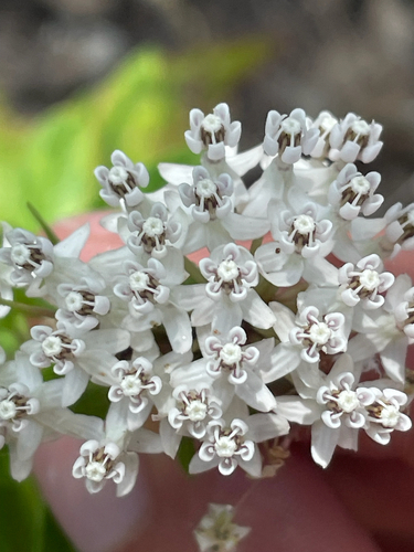 Asclepias texana, photograph 4