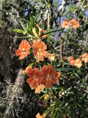 Diplacus × australis