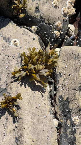 Rockweed
