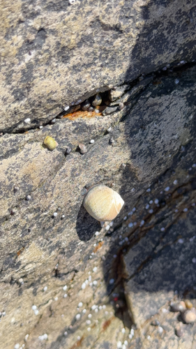 Rough Periwinkle