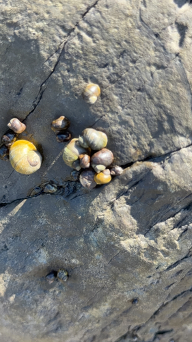 Flat Periwinkle