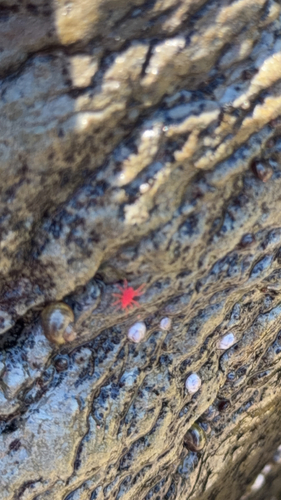 Intertidal Red Mite