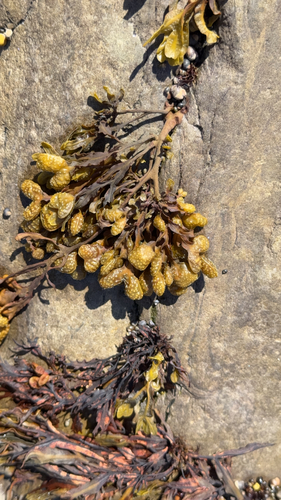 Spiral Wrack