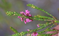 Erica pulchella