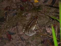 Leptodactylus macrosternum