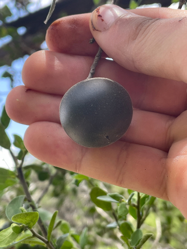 Diospyros texana