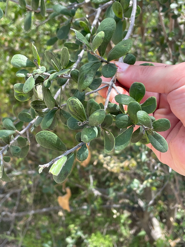 Diospyros texana