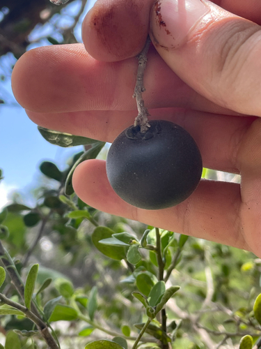 Diospyros texana