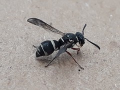 Parancistrocerus minimoferus