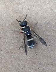 Parancistrocerus minimoferus