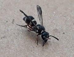 Parancistrocerus minimoferus