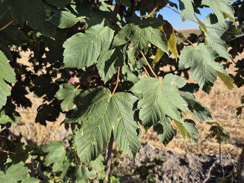 sycamore maple