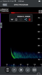 Austronomus australis