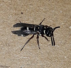 Parancistrocerus minimoferus