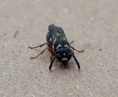 Parancistrocerus minimoferus