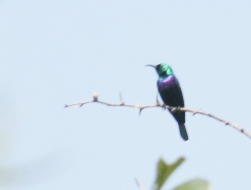 iNaturalist image