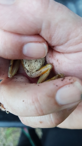 Southern Brown Tree Frog