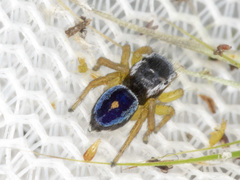 Maratus hesperus