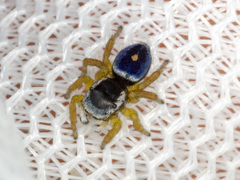 Maratus hesperus
