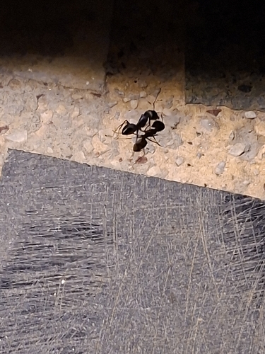 Indian Black Ant