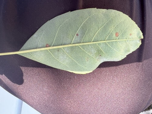 Eutypella juglandicola, 2026-08-15