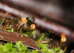 Mycena mamaku