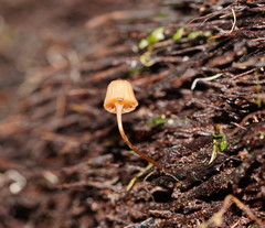 Mycena mamaku