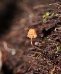 Mycena mamaku
