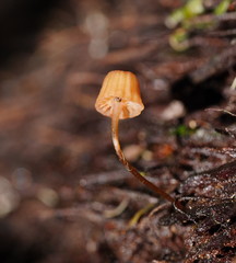 Mycena mamaku