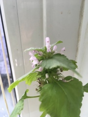 Lamium purpureum