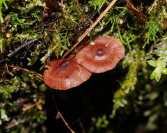 Mycena kurramulla