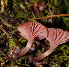Mycena kurramulla